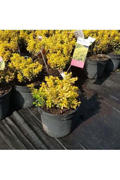 Барбарис Тини Голд 3л/вис.10-15см/Ø15-20см/3р 